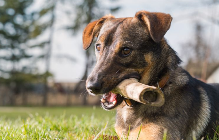 hospital veterinario en Móstoles