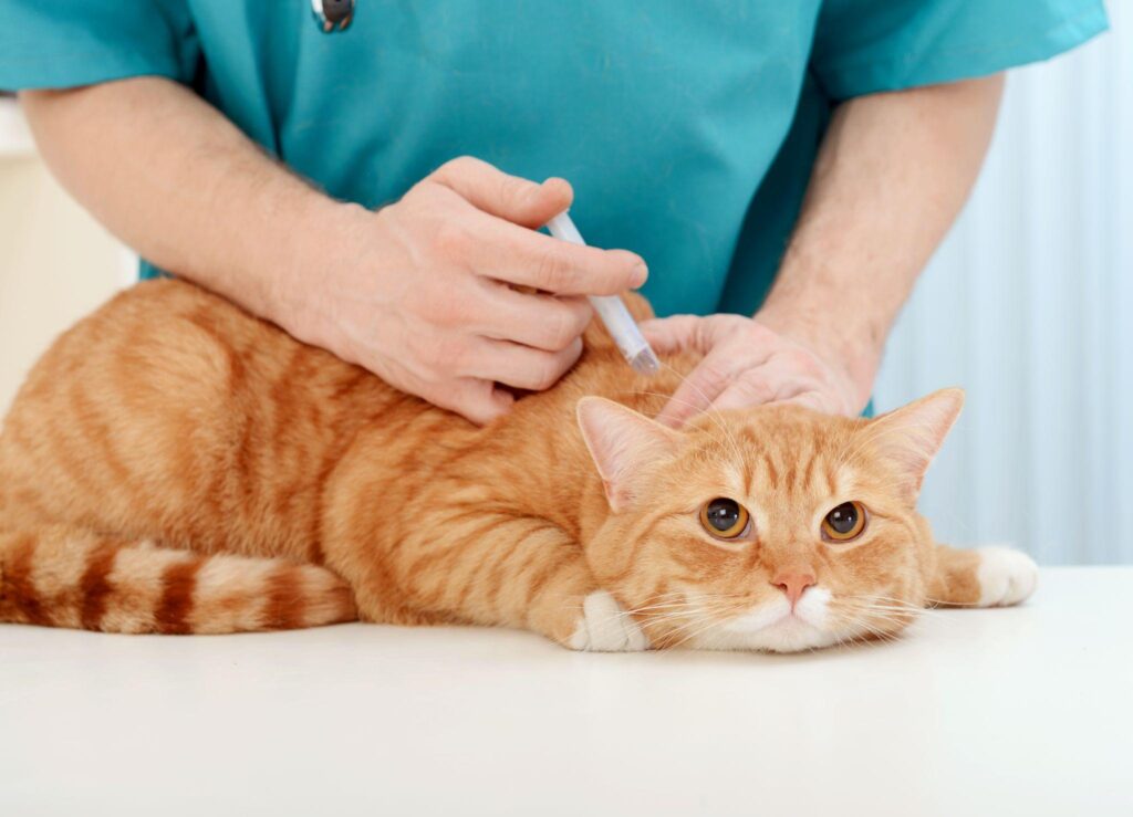 Clínica Veterinaria Puerta del Sur