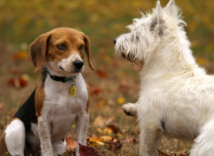 hospital veterinario en Móstoles