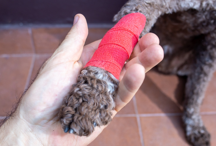 veterinario en Móstoles